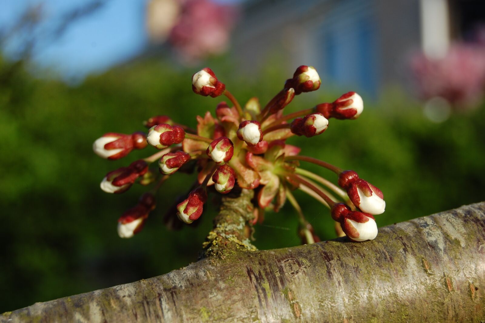 Nikon D40 sample photo. Spring, bud, tree photography
