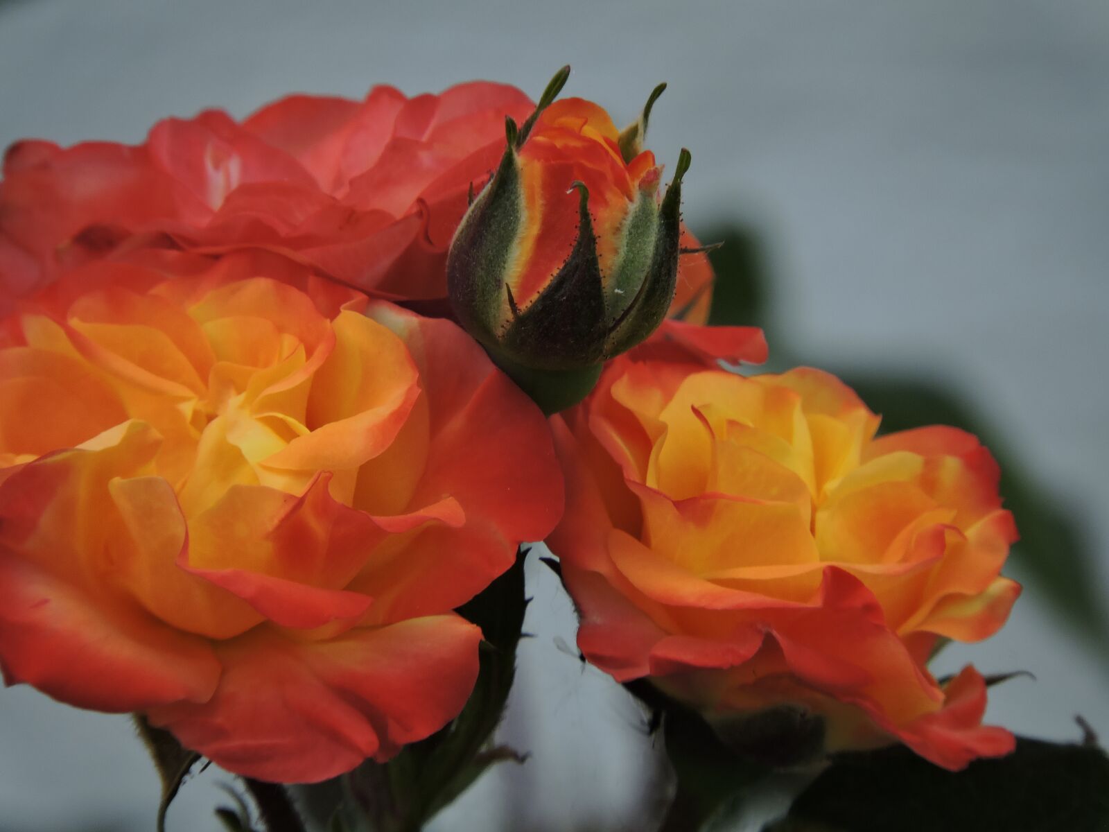 Nikon Coolpix P600 sample photo. Flowers, roses, nature photography