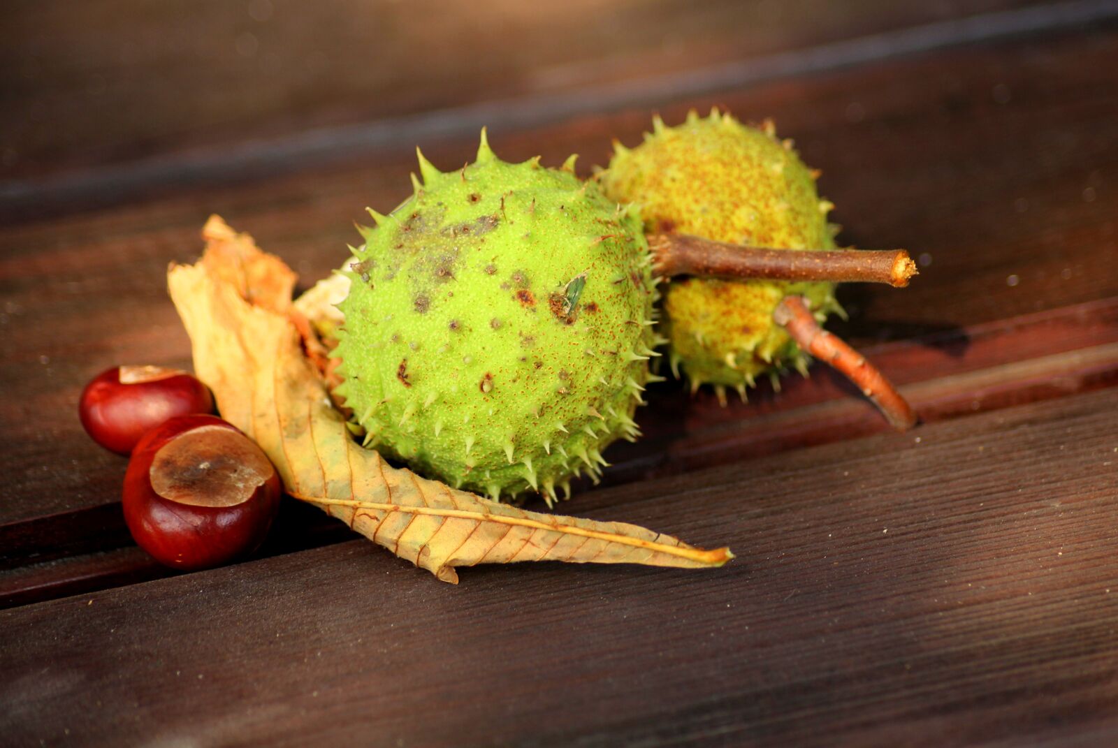 Canon EOS 1200D (EOS Rebel T5 / EOS Kiss X70 / EOS Hi) sample photo. Chestnuts, autumn, september photography