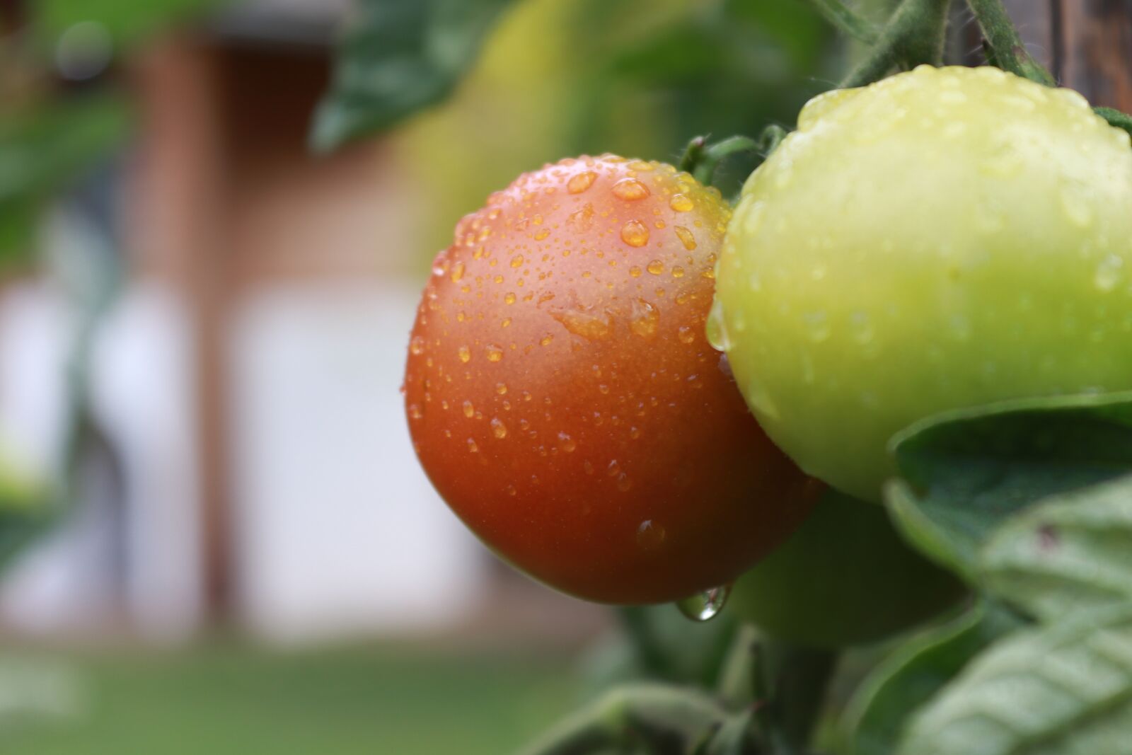 Canon EOS 200D (EOS Rebel SL2 / EOS Kiss X9) sample photo. Red, tomato, food photography