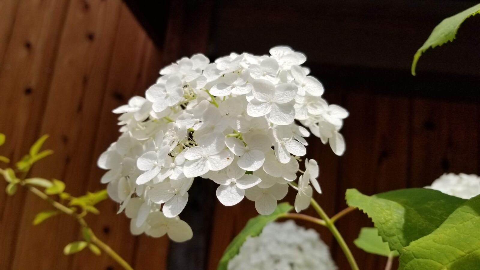 Samsung Galaxy S8+ sample photo. Hydrangea, summer, white photography