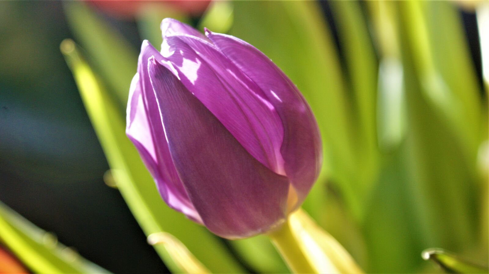Sony Alpha DSLR-A350 sample photo. Tulip, lilac, nature photography