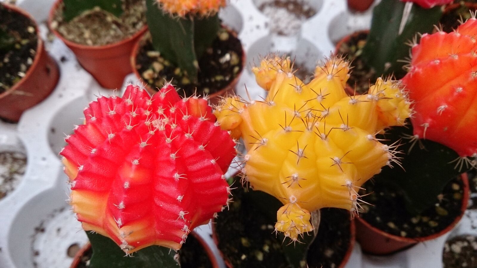 Sony Xperia ZR sample photo. Plant, cactus, red photography