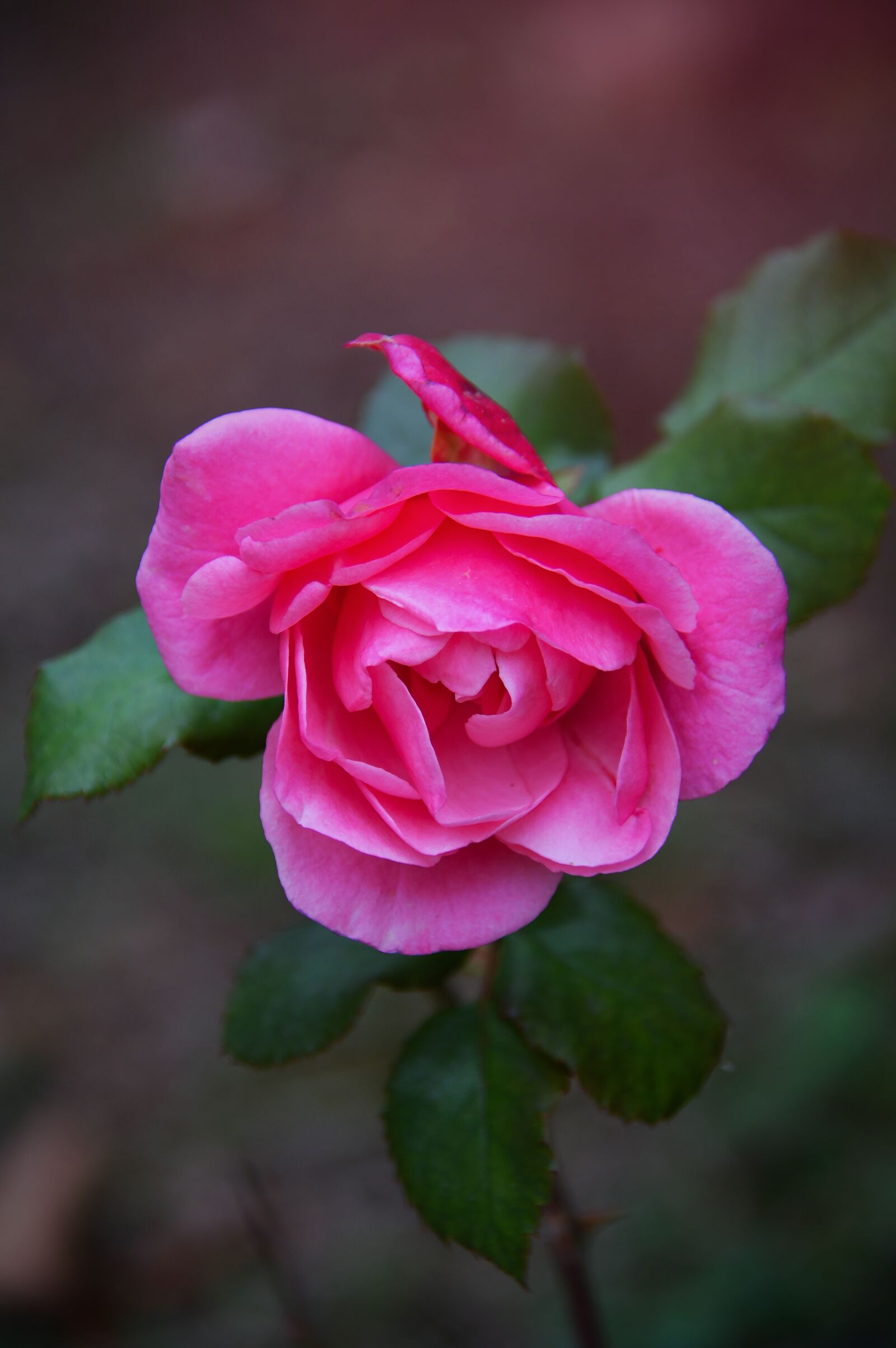Nikon D3200 sample photo. Pink, rose, autumn rose photography