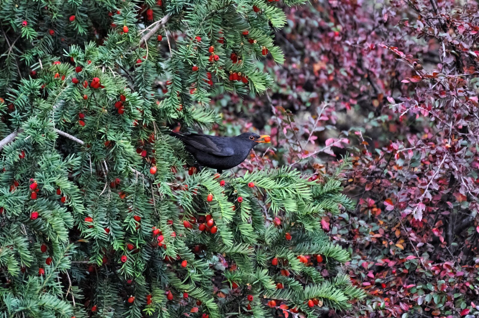 Nikon D5000 sample photo. Shrub, tree, sheet photography