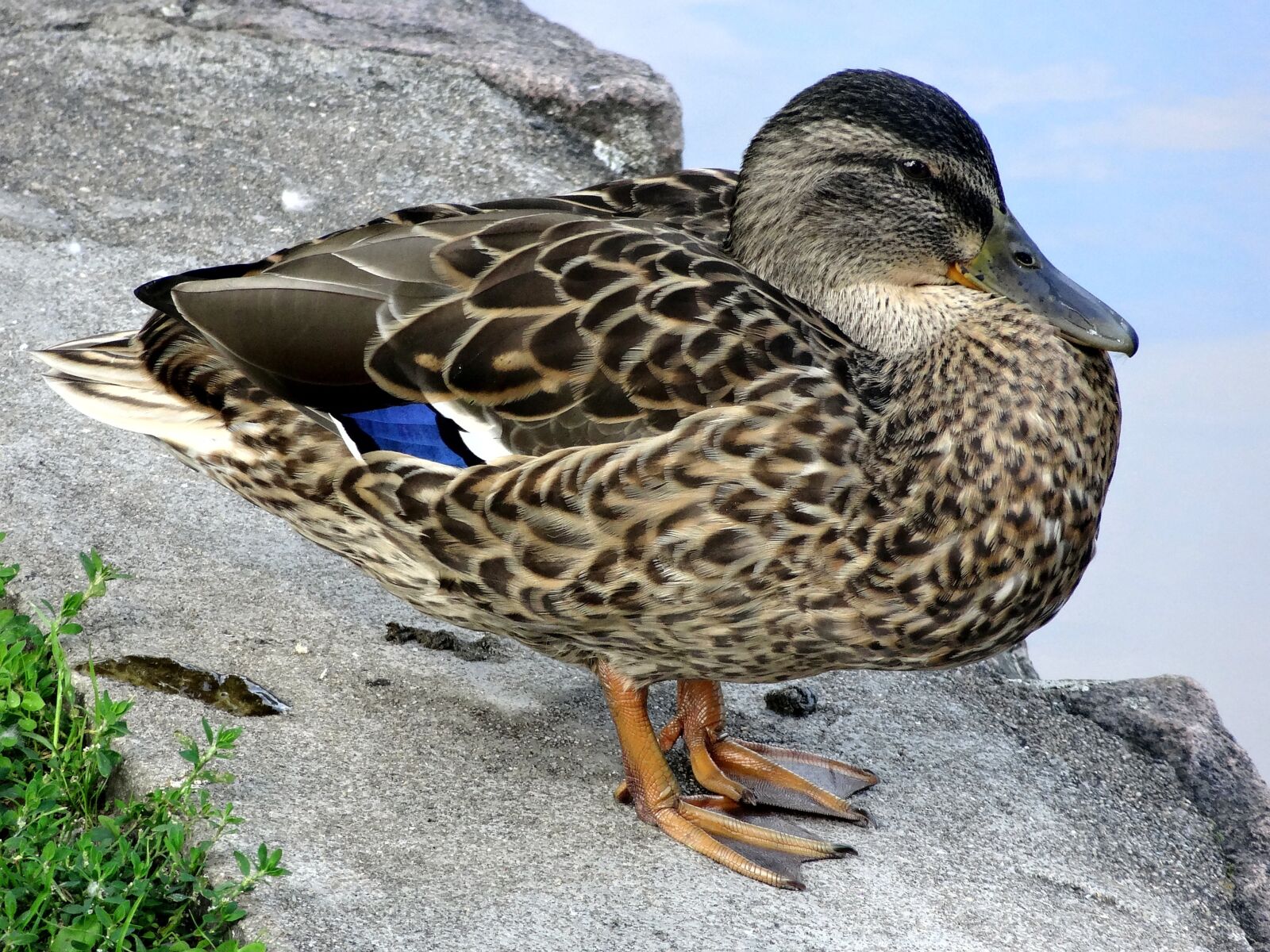 Sony Cyber-shot DSC-HX10V sample photo. Duck, water, drake photography