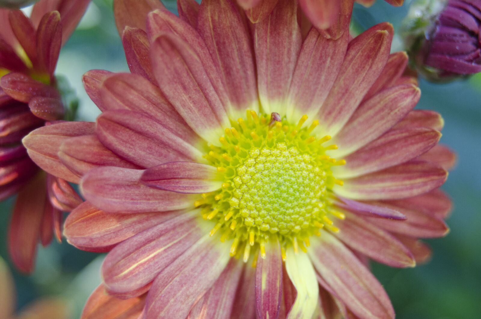 Nikon D5100 sample photo. Affix, flowers, macro photography