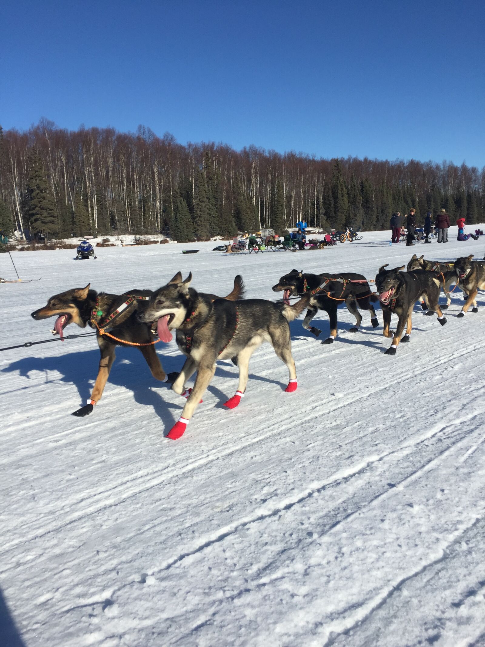 iPhone 6 Plus back camera 4.15mm f/2.2 sample photo. Alaska, dog, sled, iditarod photography