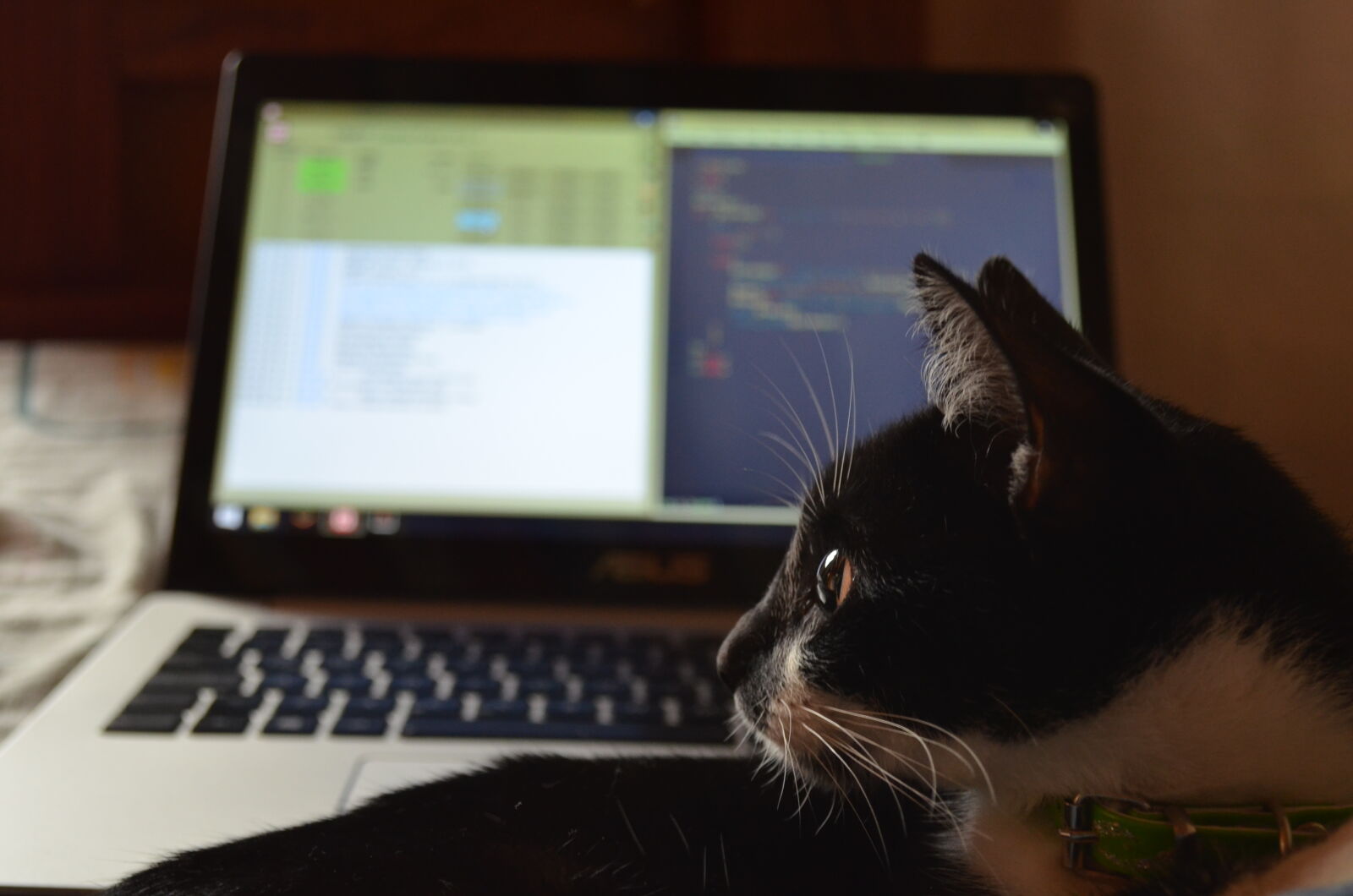 Nikon D5100 sample photo. Cat, coder photography