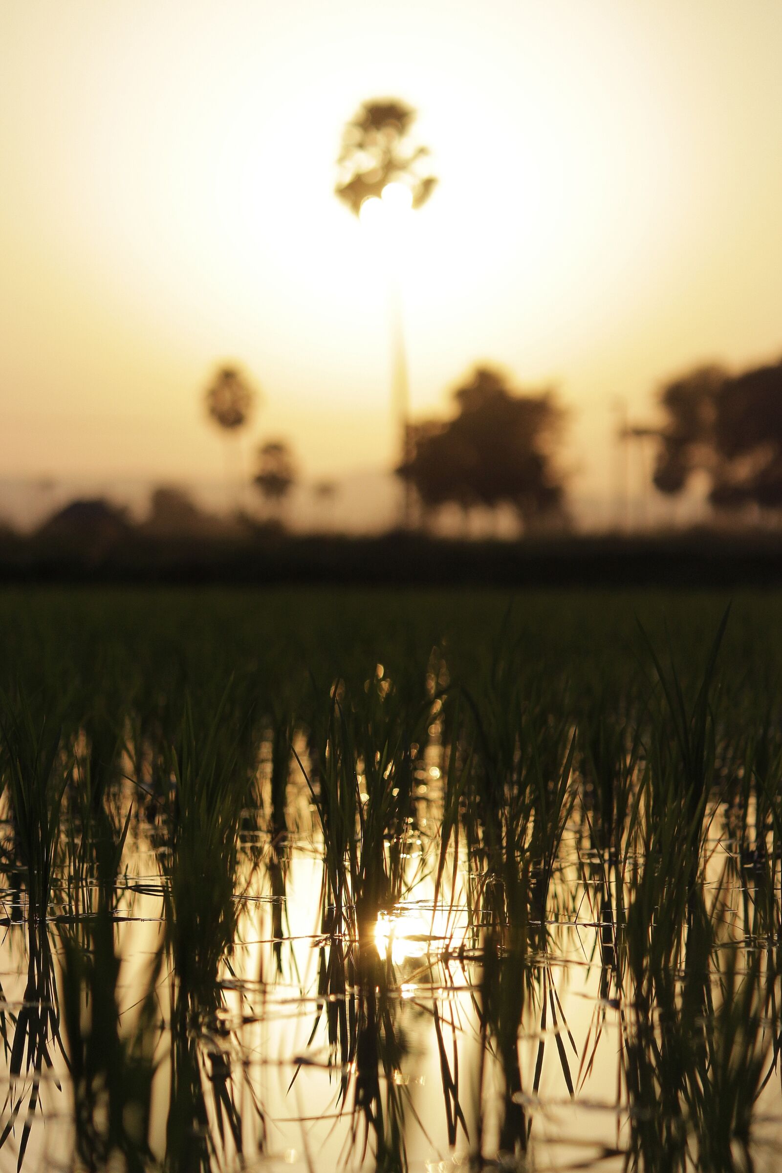 Canon EOS 700D (EOS Rebel T5i / EOS Kiss X7i) sample photo. Sunset, farm, fields photography