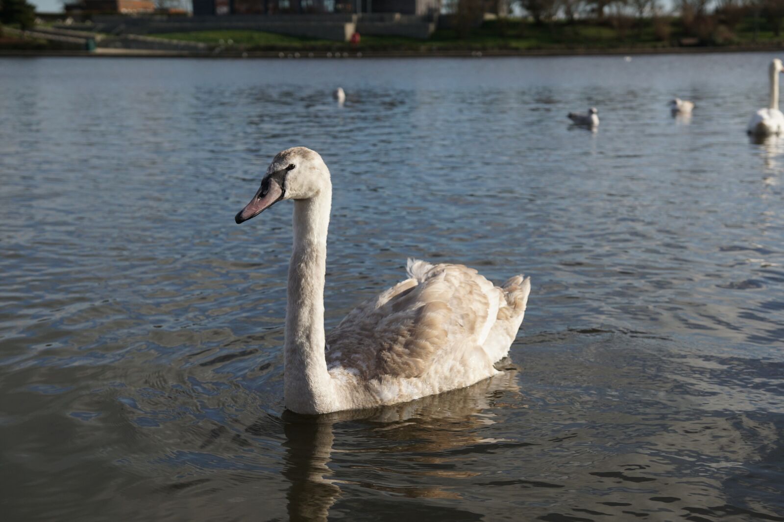 Sony ILCA-77M2 + DT 18-35mm F1.8 sample photo. Baby, swan, swans photography