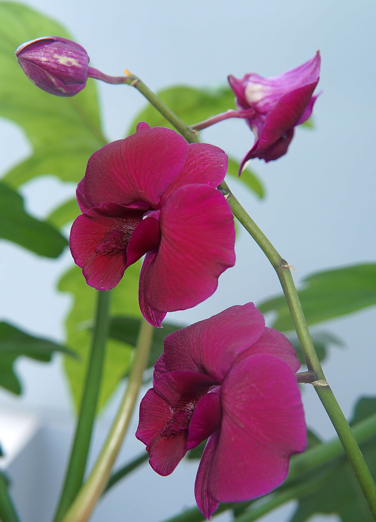 Sony Alpha NEX-F3 + Sony E 18-55mm F3.5-5.6 OSS sample photo. Orchids, purple orchid, natural photography