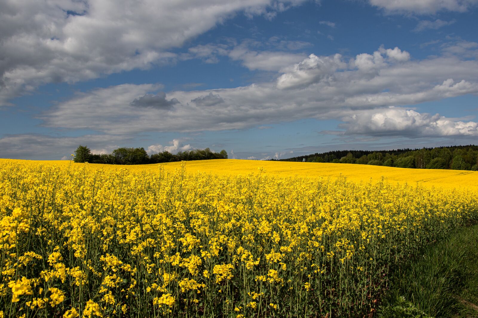 Canon EOS 7D Mark II + Canon EF-S 18-135mm F3.5-5.6 IS STM sample photo. Landscape, oilseed rape, yellow photography