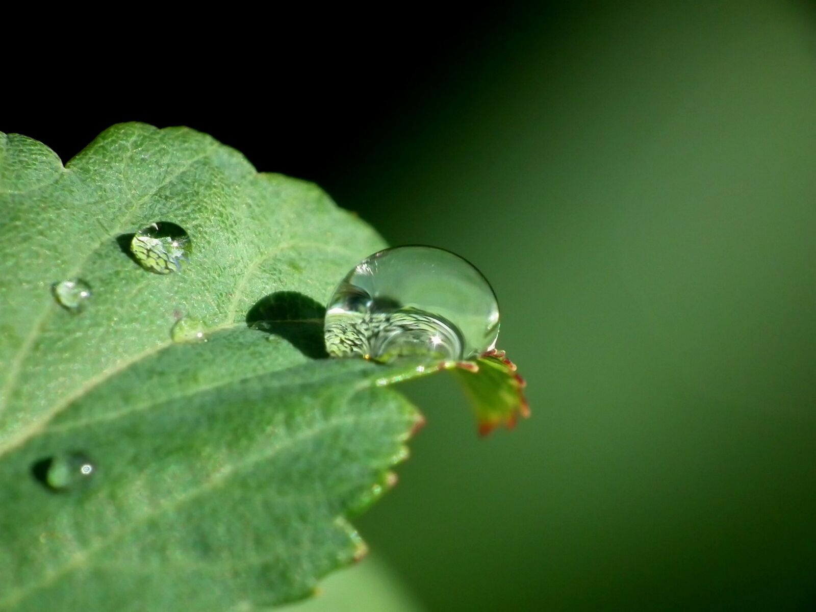 FujiFilm FinePix HS10 (FinePix HS11) sample photo. Drop, water, leaf photography
