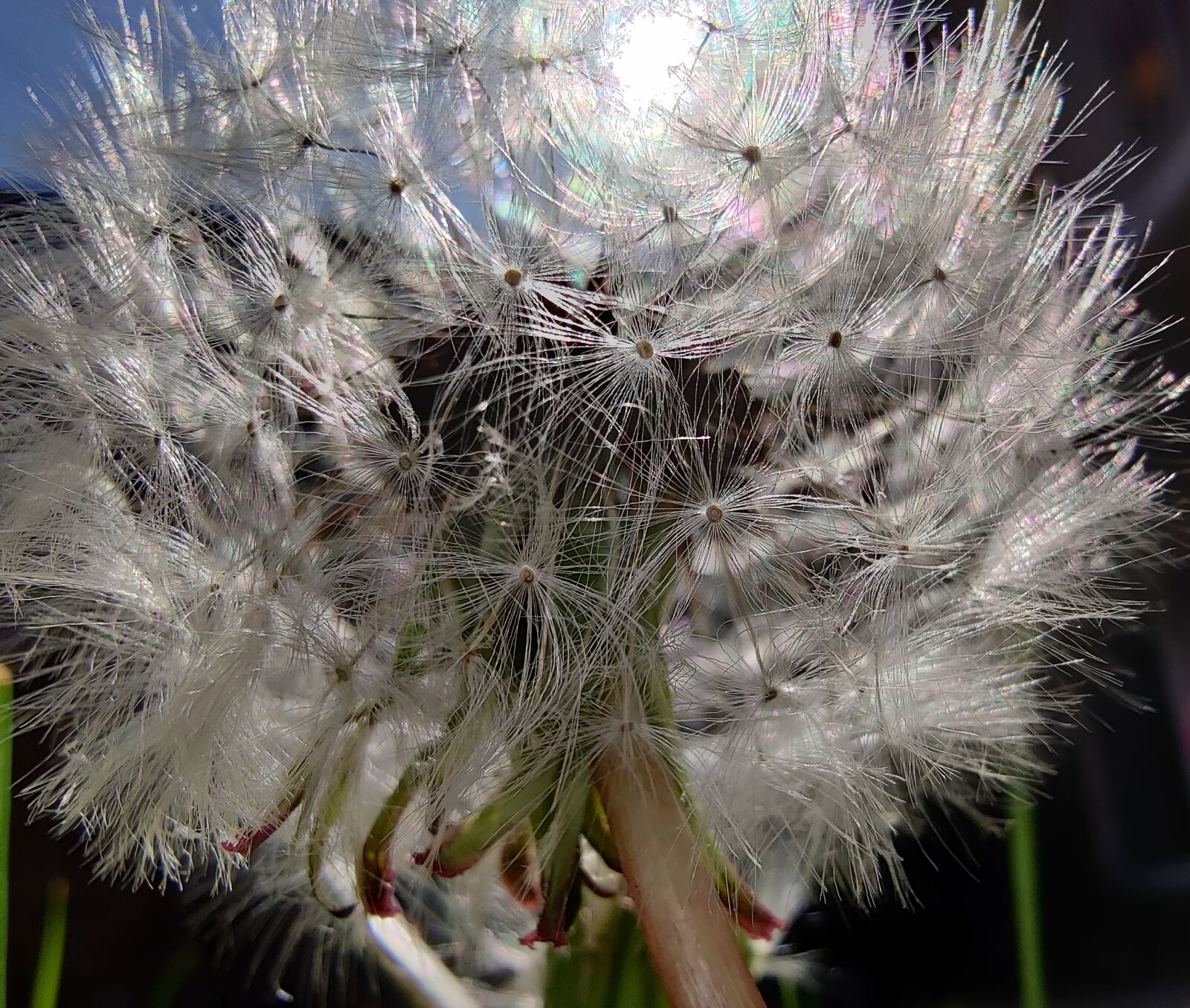 OnePlus HD1903 sample photo. Dandelion, perspective, small photography