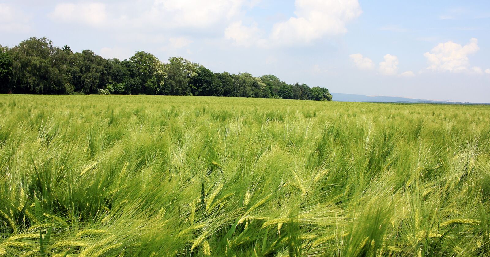 Canon EOS 550D (EOS Rebel T2i / EOS Kiss X4) sample photo. Barley field, barley, cereals photography