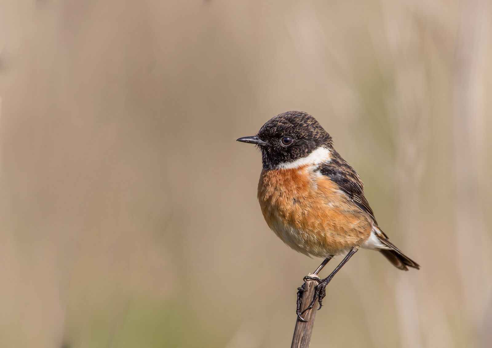 Canon EOS 6D sample photo. Bird, ave, feathers photography