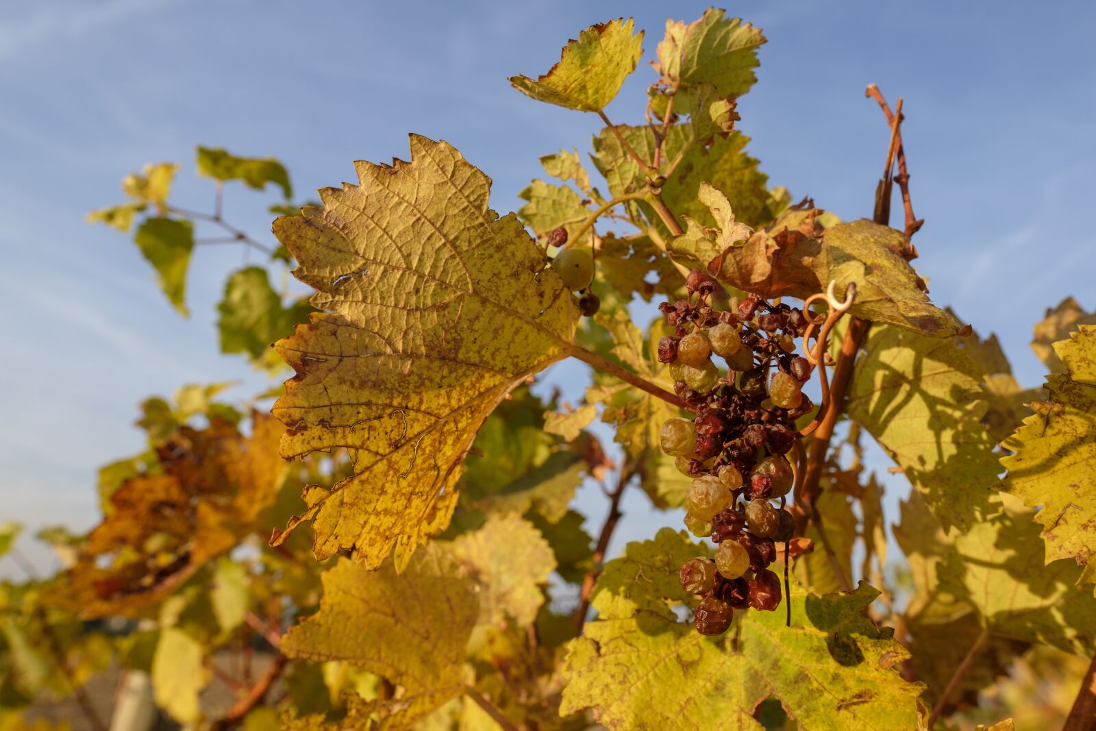 Fujifilm X-T2 + Fujifilm XF 16mm F1.4 R WR sample photo. Autumn, leaves, grapes photography