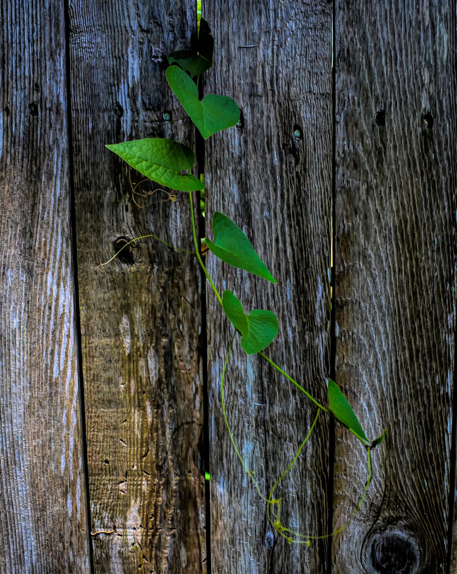 Nikon D7200 sample photo. Vine, fence, leaves photography