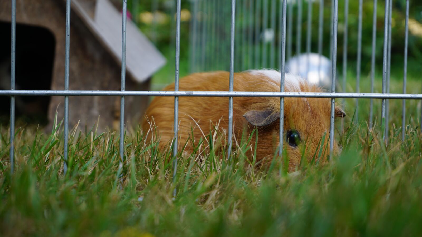 Sony a6000 sample photo. Guinea pig, pet, nager photography