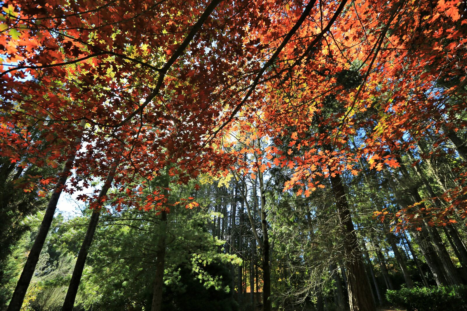 Canon EF 16-35mm F2.8L II USM sample photo. Forest, trees, nature photography