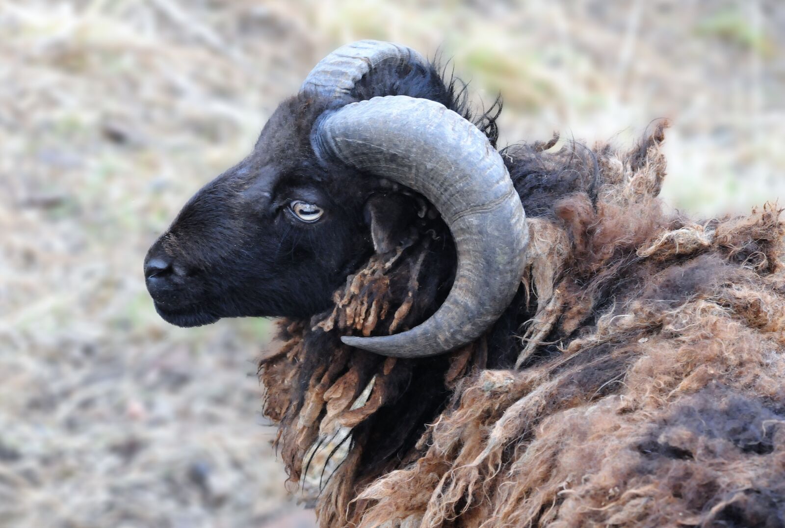 Nikon D300 sample photo. Sheep, island of ouessant photography