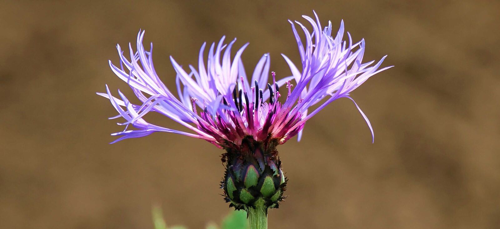 Canon EOS 550D (EOS Rebel T2i / EOS Kiss X4) sample photo. Flower, wild, nature, flora photography
