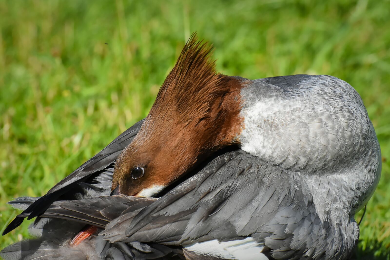 Nikon D7200 sample photo. Merganser, mergus merganser, duck photography