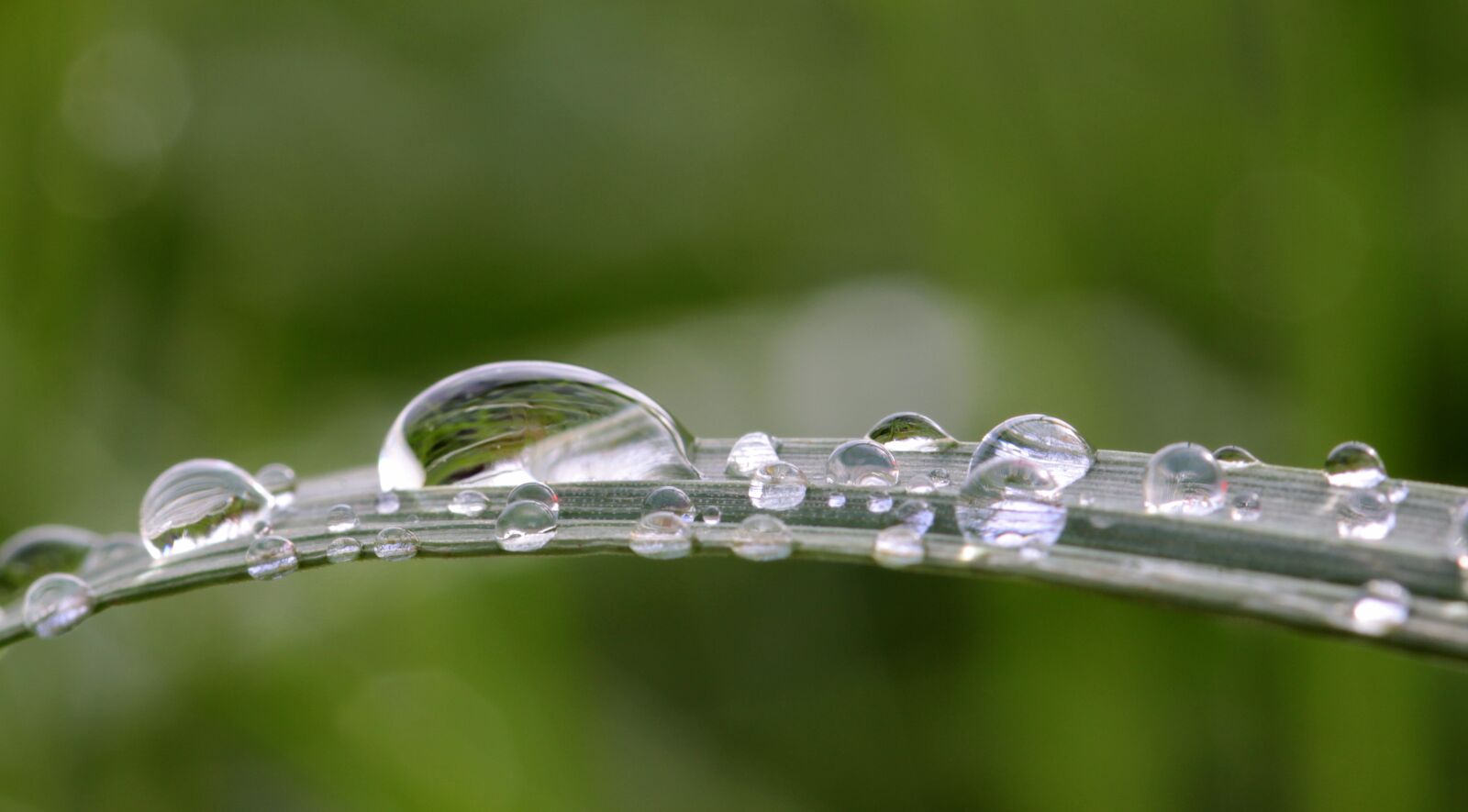Canon EOS 650D (EOS Rebel T4i / EOS Kiss X6i) sample photo. Raindrop, dewdrop, drop of photography