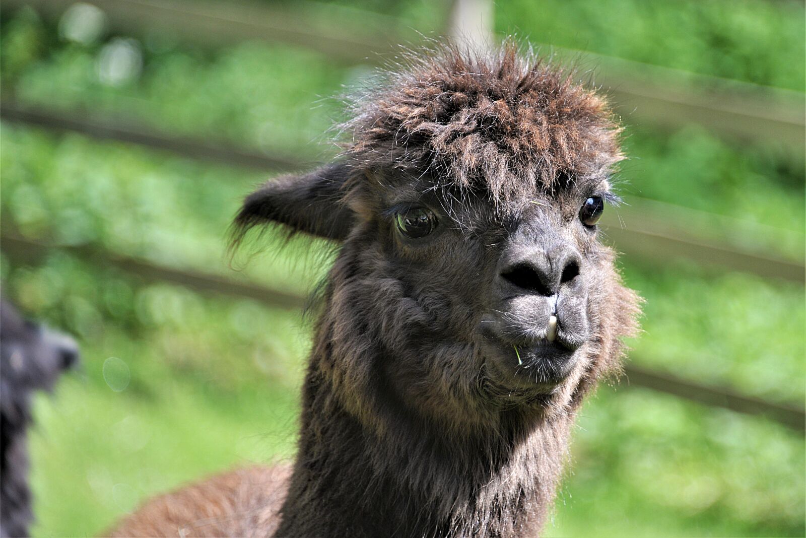 Nikon D610 sample photo. Alpaca, close up, face photography
