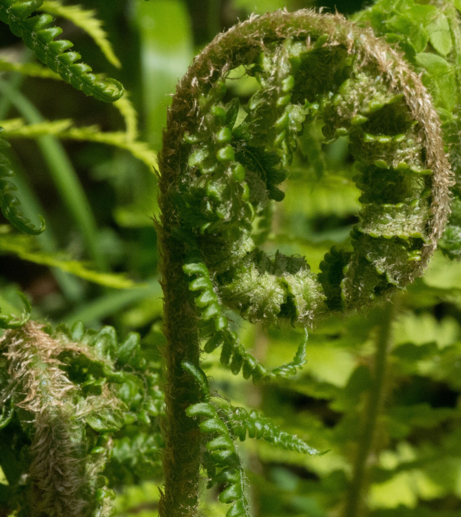 Nikon D7100 sample photo. Fern, fauna, green photography