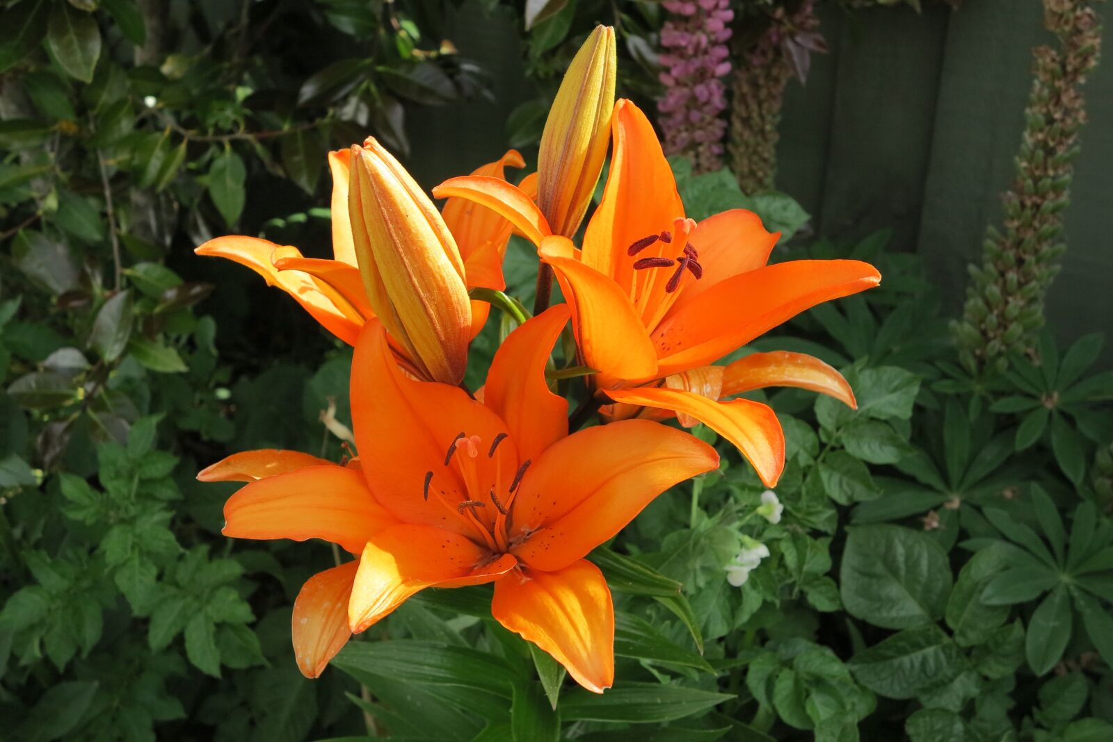Canon PowerShot G1 X sample photo. Flower, garden, flora photography
