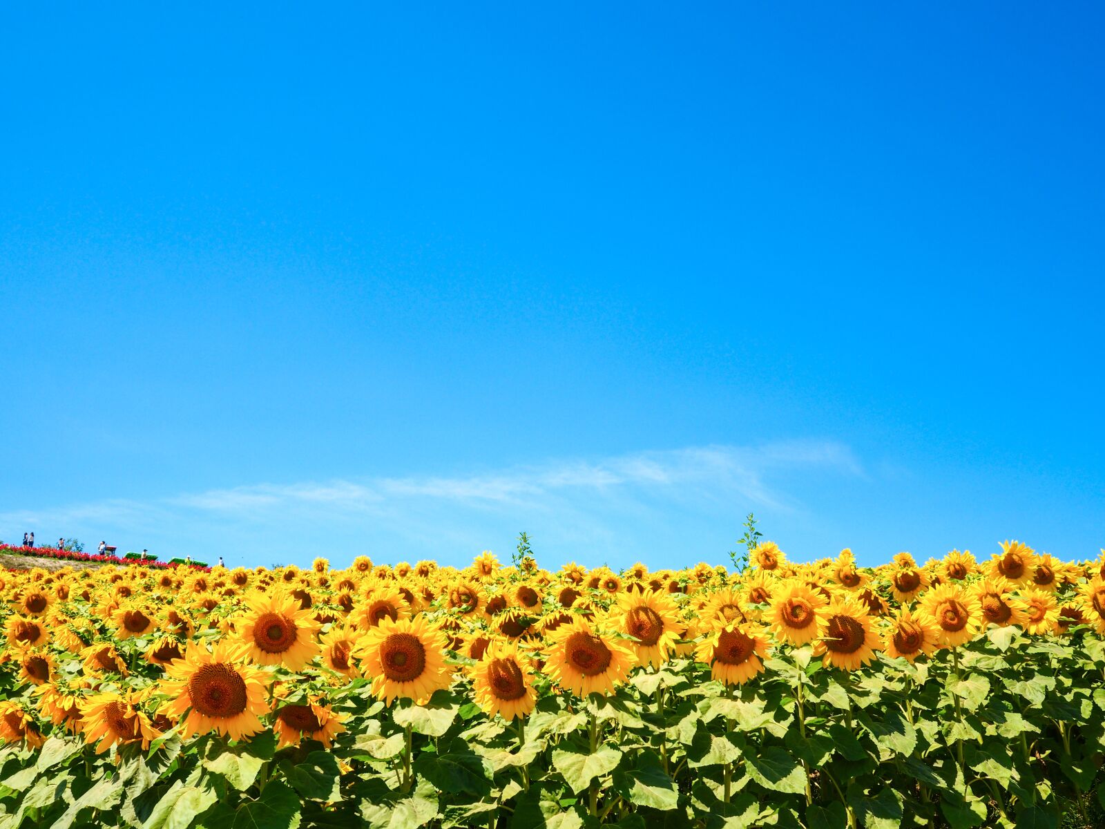 Olympus PEN-F sample photo. Sunflower, sky, summer photography