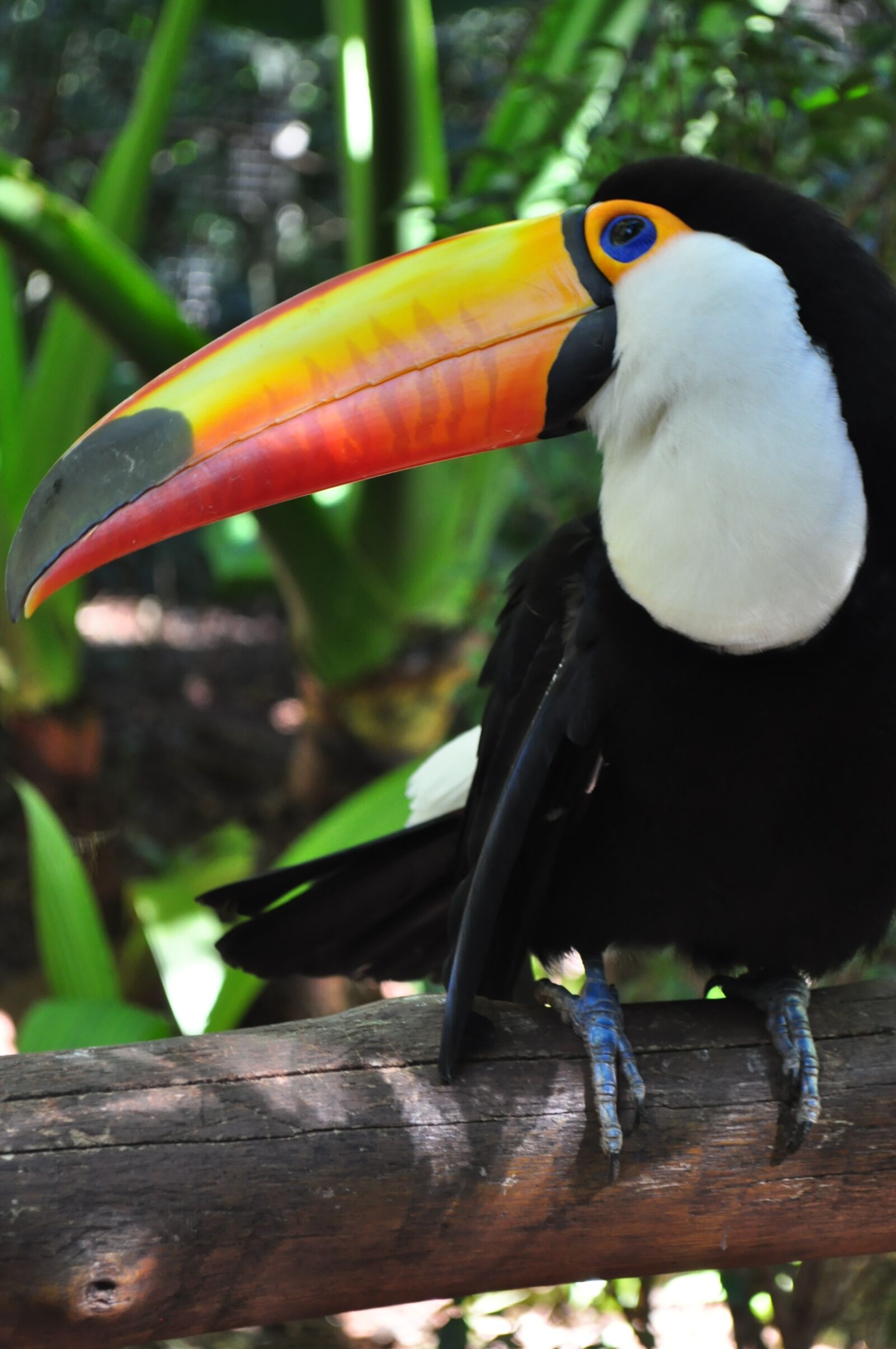 Nikon D5000 sample photo. Tucano, bird, brazil photography