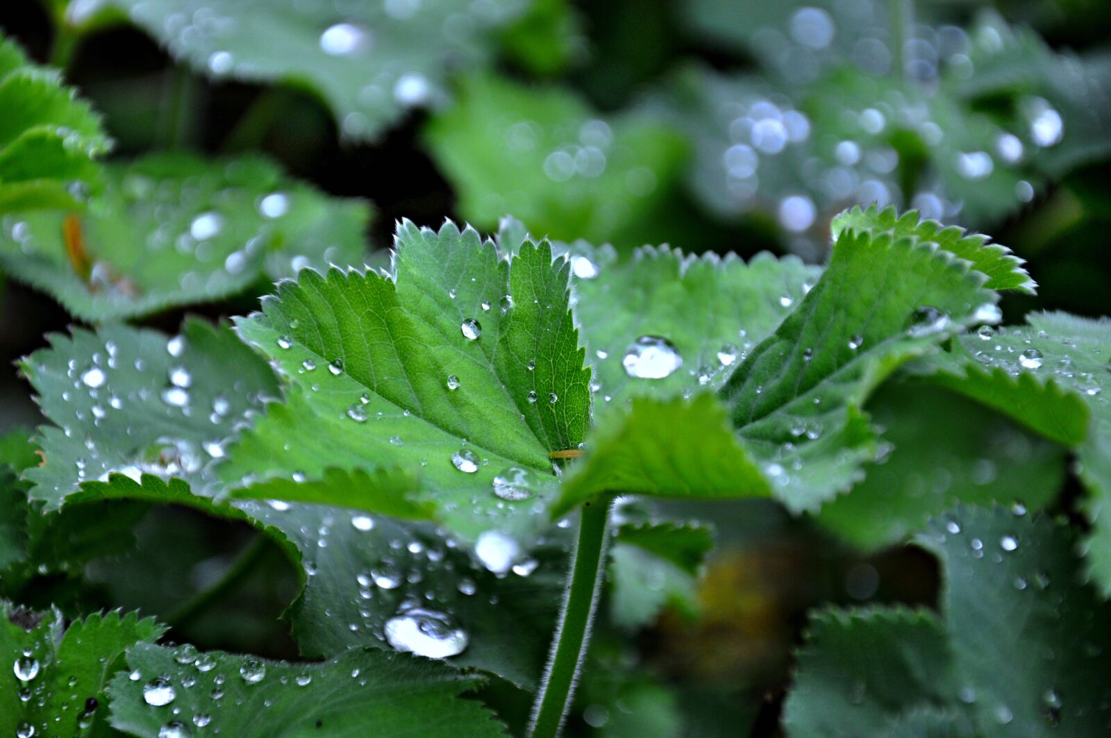 Nikon D90 sample photo. Leaf, plant, growth photography