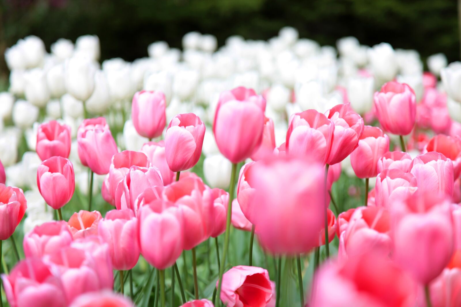 Canon EOS 5D Mark II sample photo. Tulips, garden, flowers photography