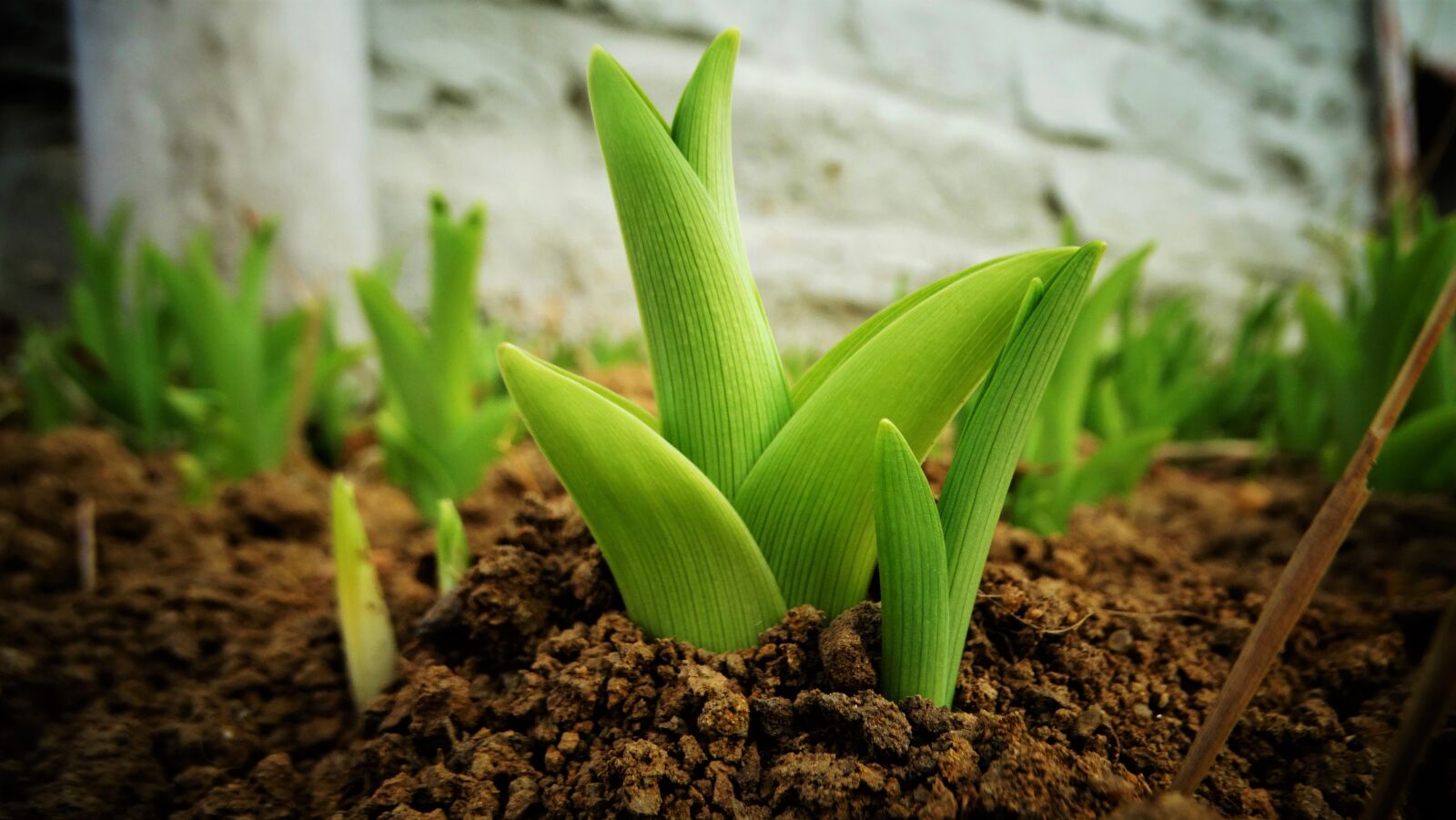 Sony Cyber-shot DSC-HX300 sample photo. Lily, plant, young plant photography
