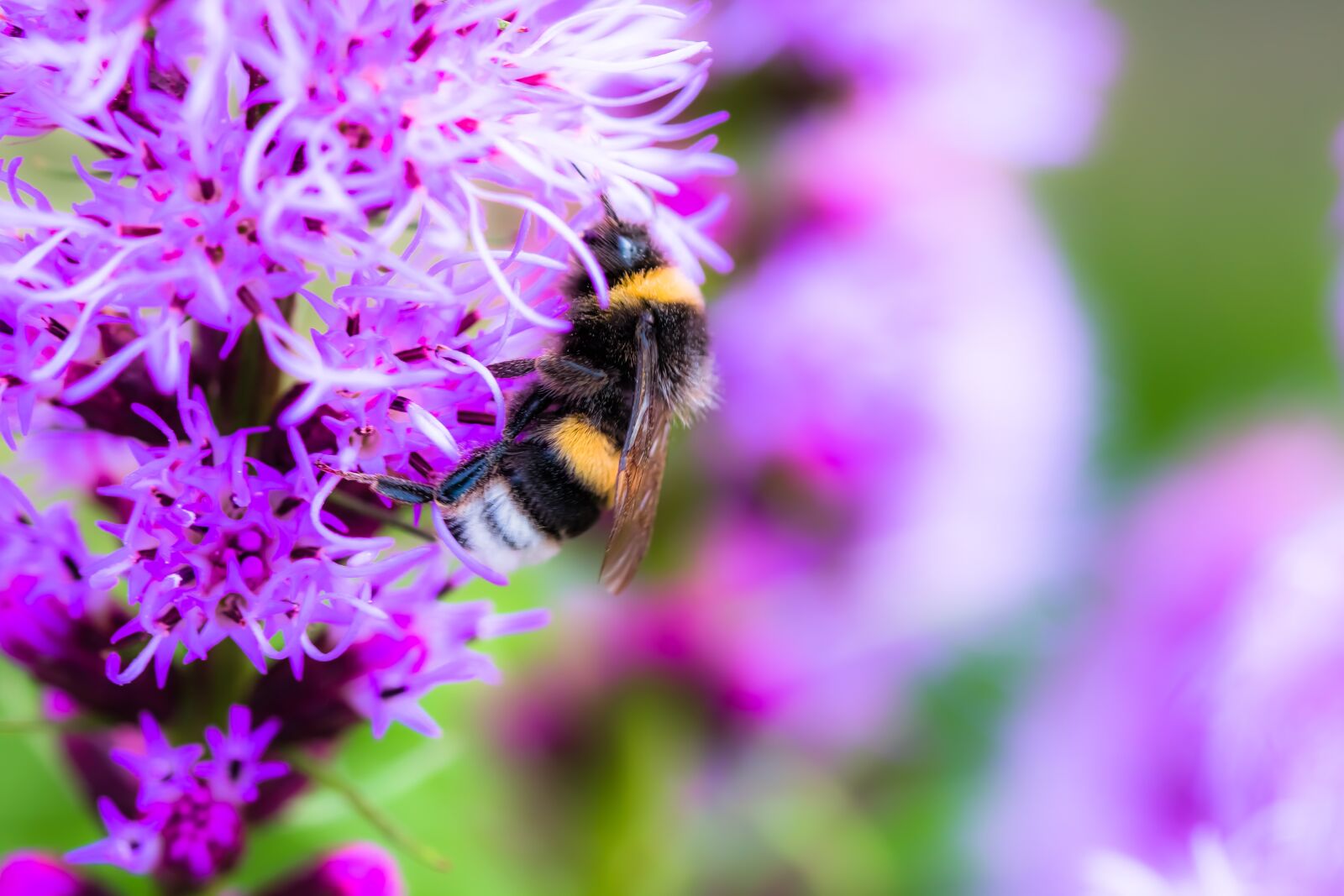 Canon EOS 70D sample photo. Liatris spicata, splendor notch photography