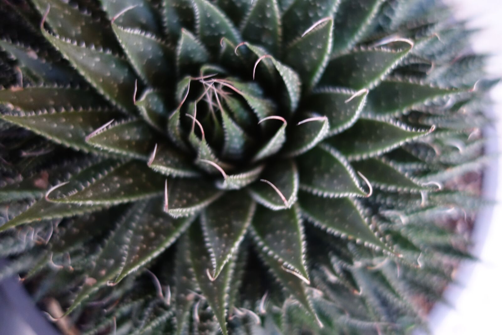 Sony Cyber-shot DSC-RX100 II sample photo. Succulent, plant, green photography