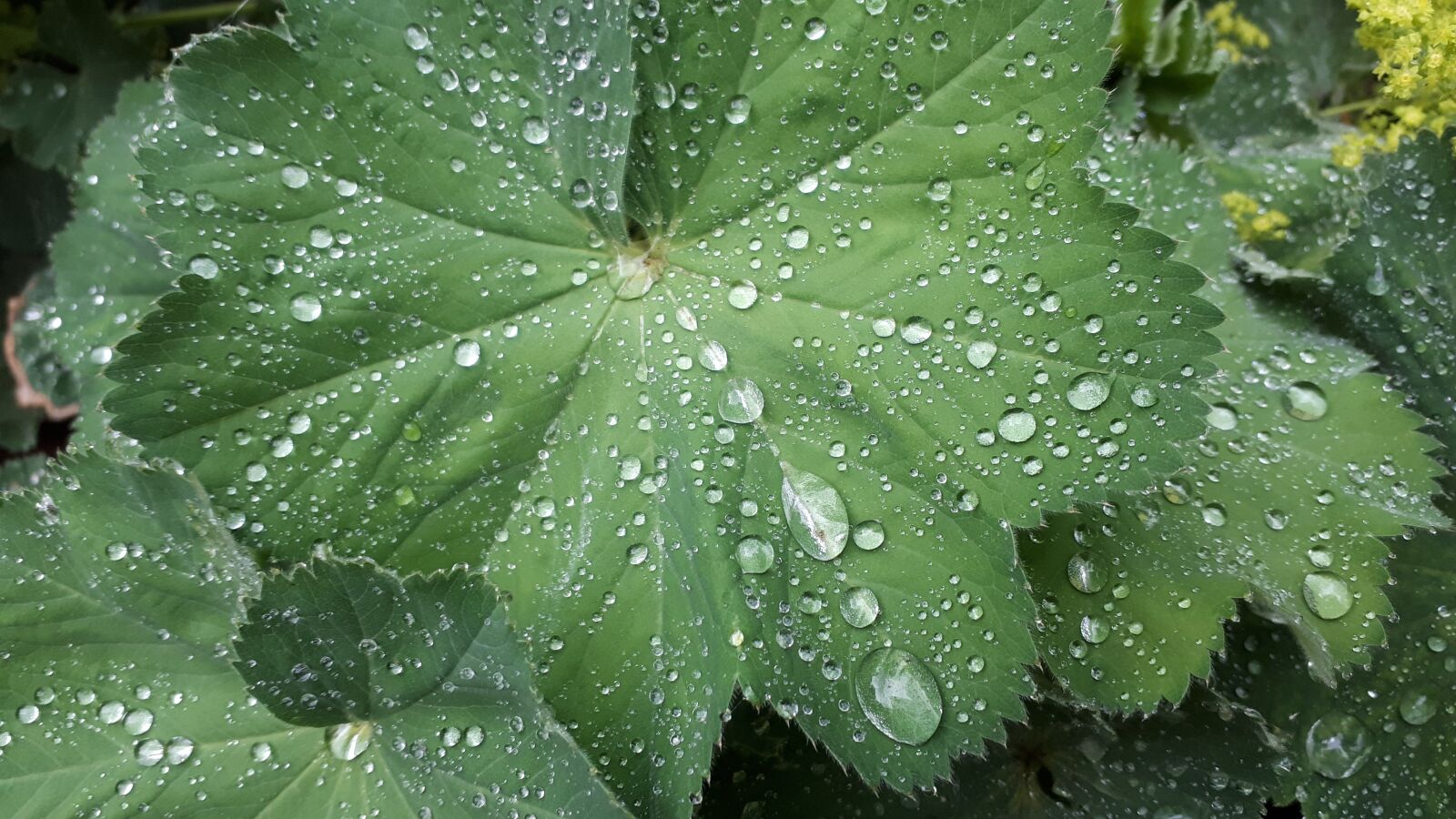 Samsung Galaxy A5(2017) sample photo. Dew, nature, rain photography
