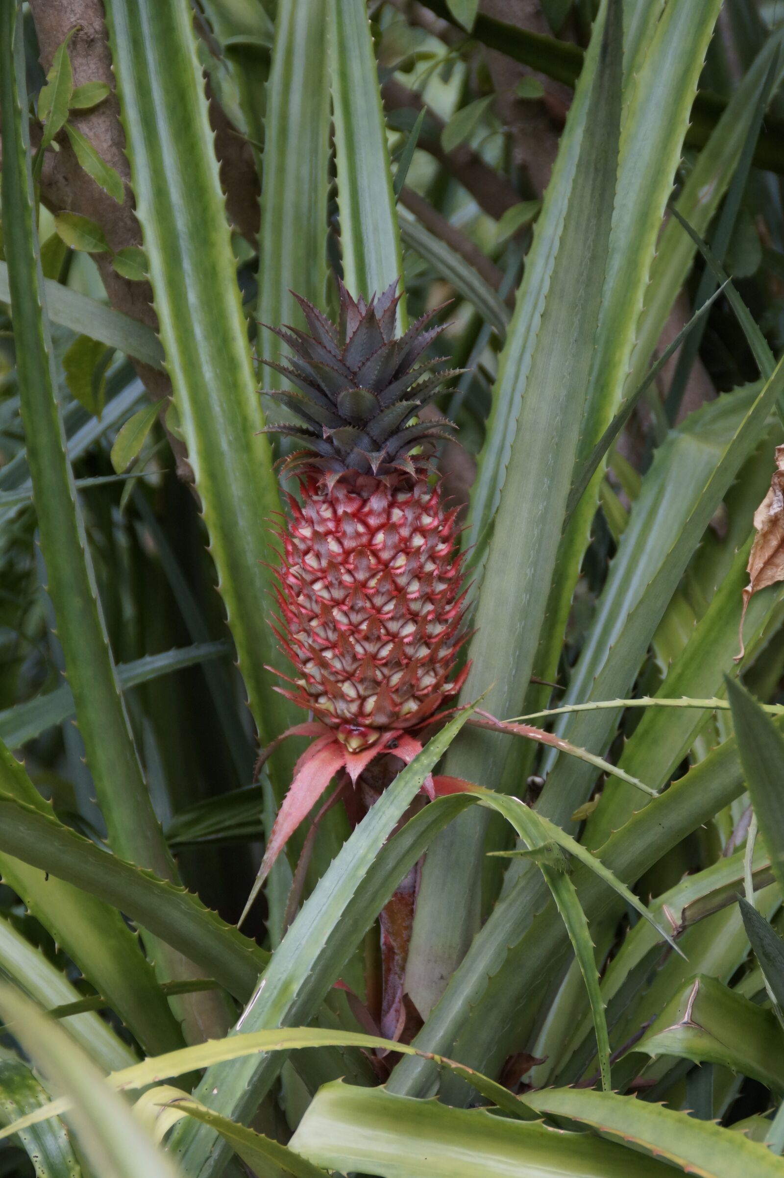 Sony SLT-A58 sample photo. Pineapple, red pineapple, pineapple photography