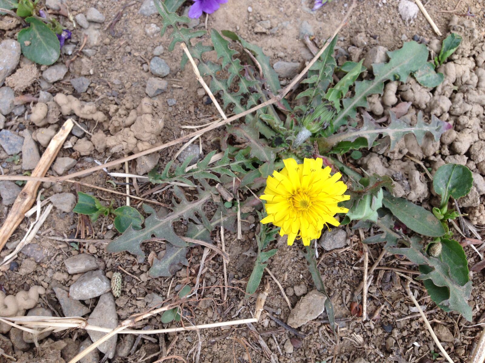 Apple iPhone 5 sample photo. Spring, yellow flower, wild photography