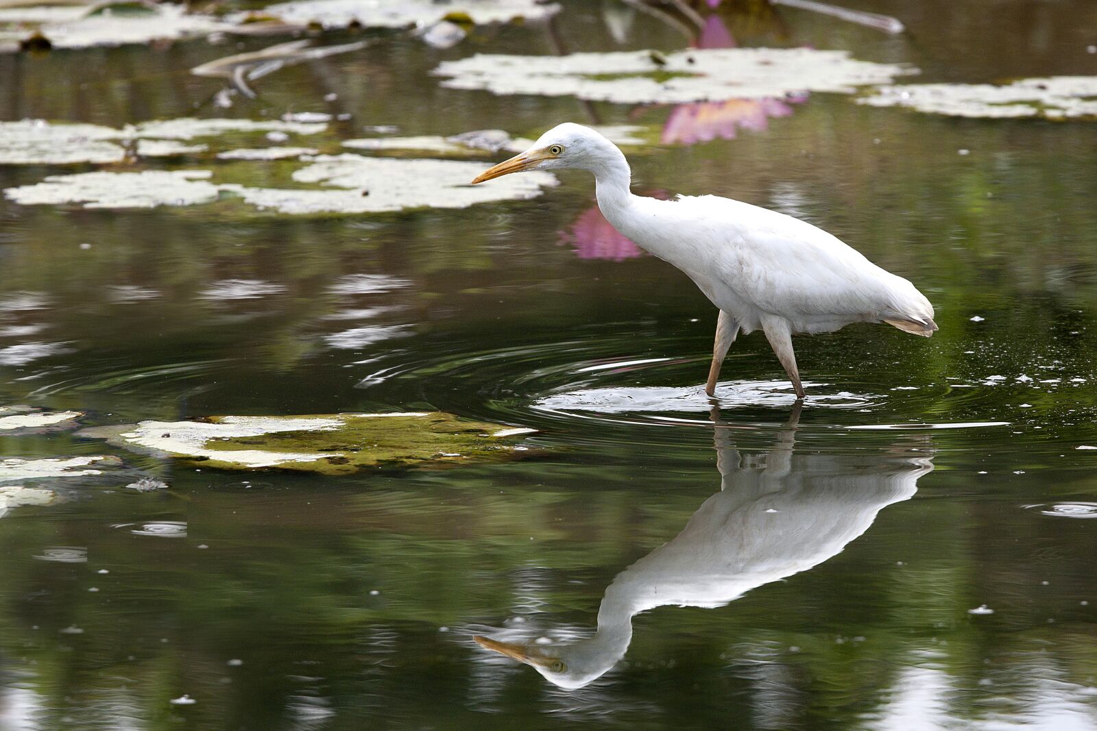 Canon EOS 500D (EOS Rebel T1i / EOS Kiss X3) sample photo. Bird, 覓 food, pond photography
