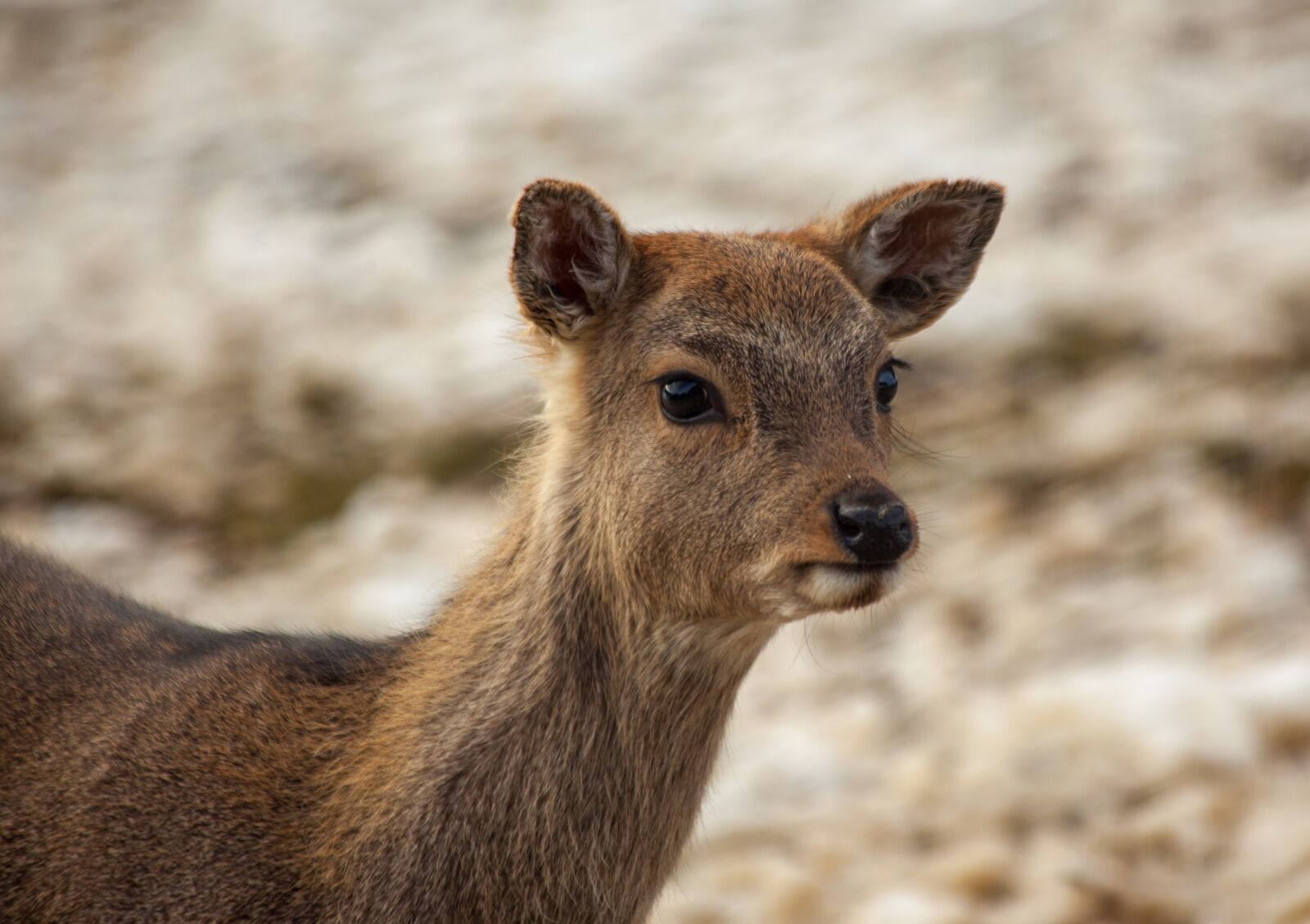 Canon EOS 5D Mark II + Canon EF 70-300mm F4-5.6 IS USM sample photo. Roe deer, fawn, wildlife photography