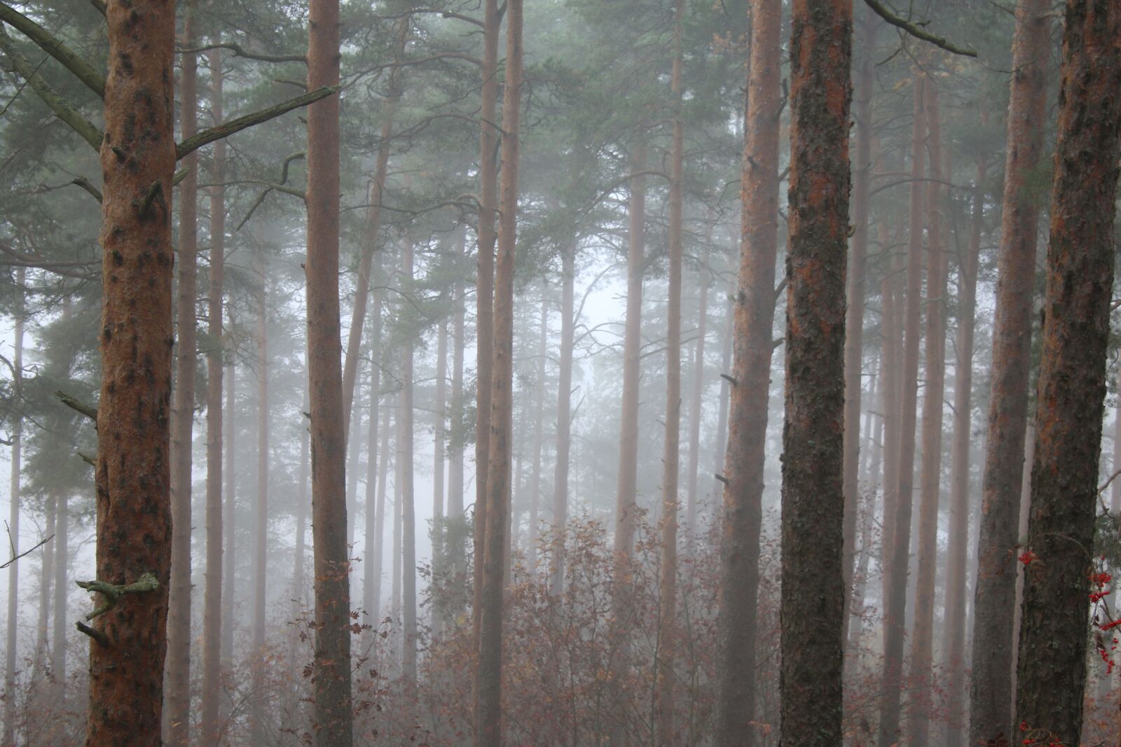 Canon EOS 70D + Canon EF-S 18-55mm F3.5-5.6 II sample photo. Fog, mist, forest photography