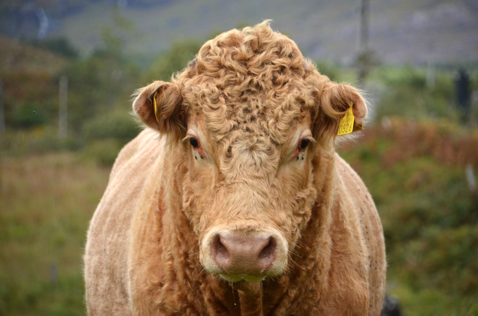 Nikon D5100 sample photo. Bull, animal, cattle photography