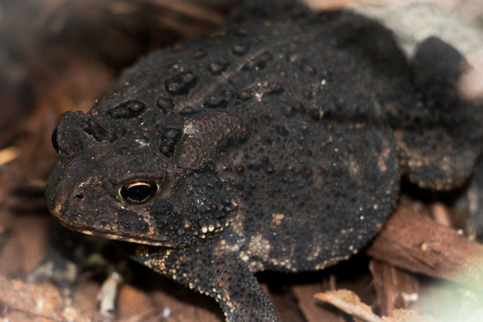 Canon EOS 70D sample photo. American toad, warts, nature photography