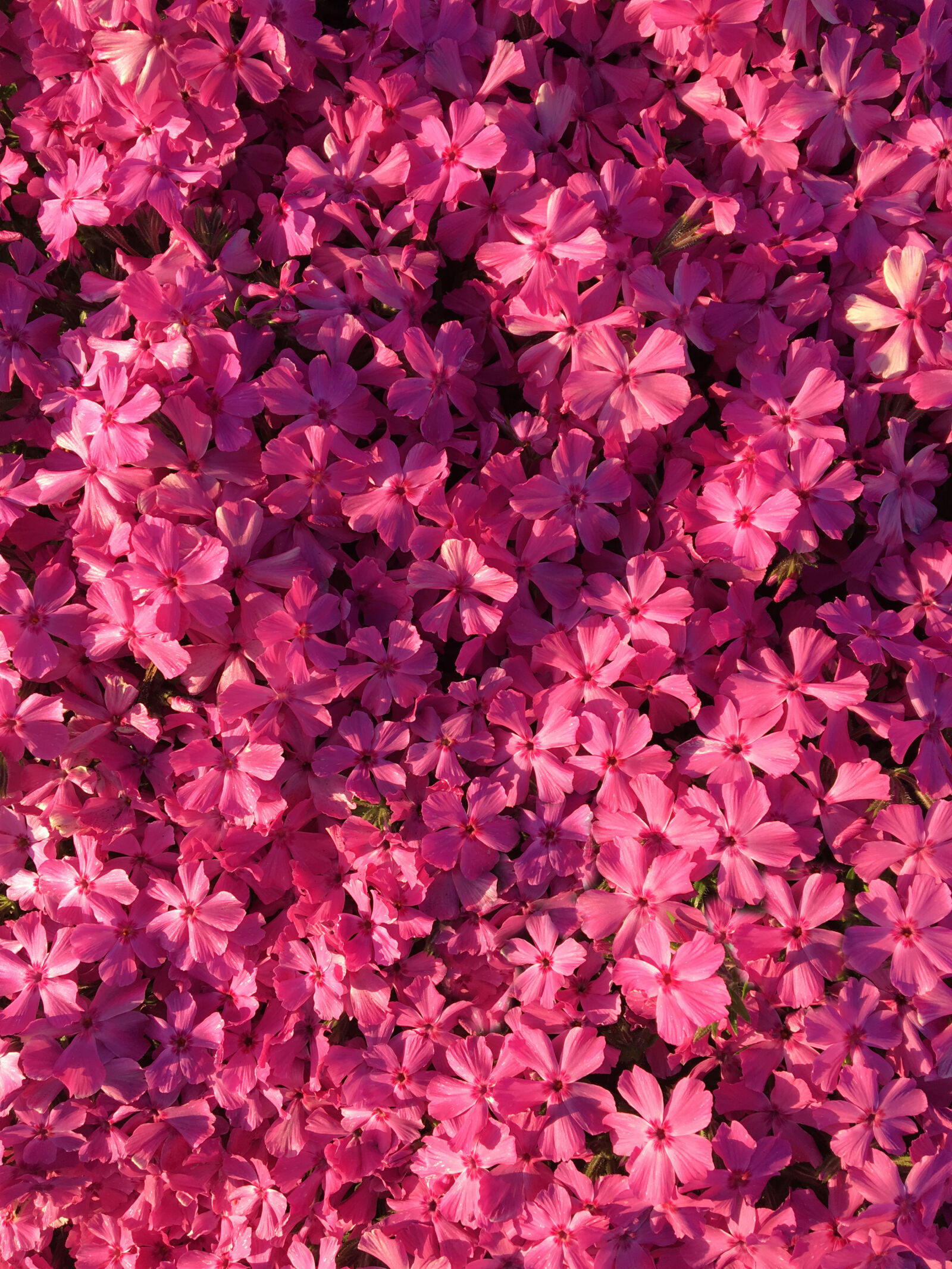 Apple iPhone 6s sample photo. Flower, of, spring, 002 photography