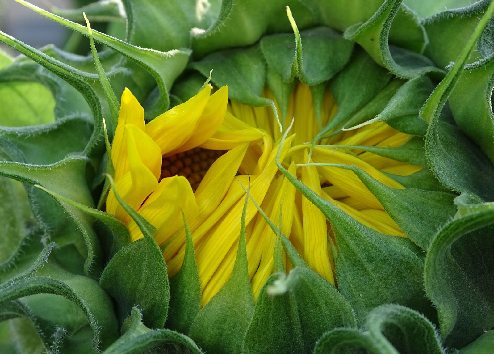 Sony Cyber-shot DSC-HX400V sample photo. Sunflower, helianthos, yellow photography