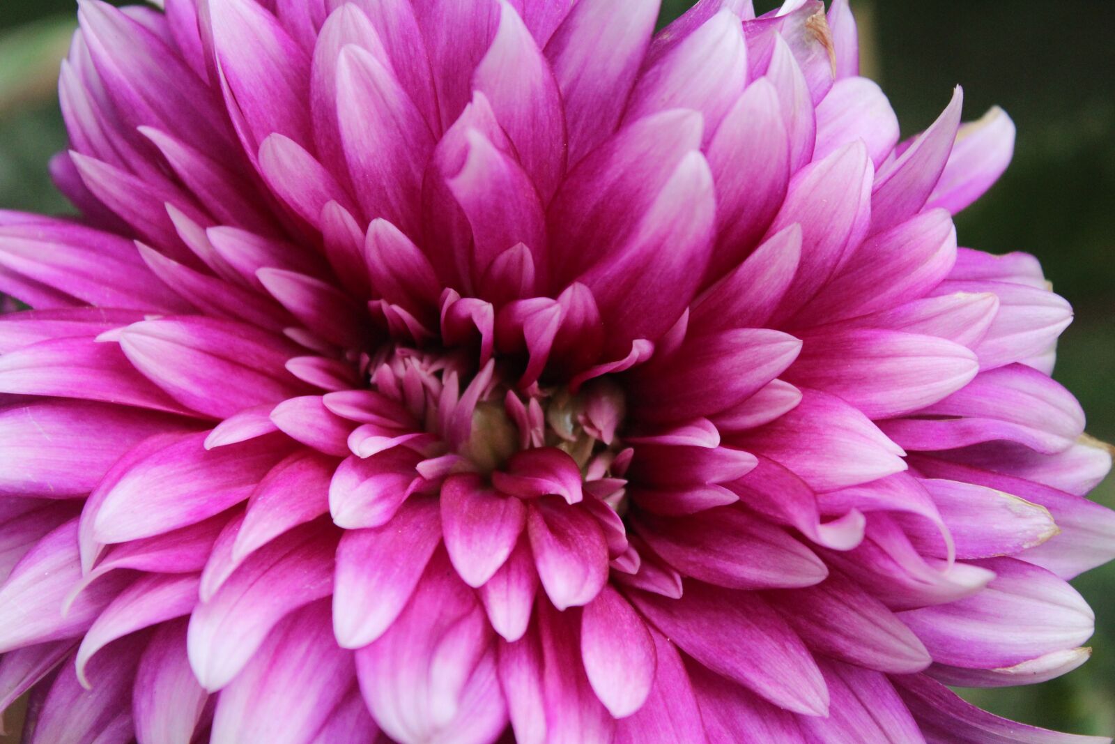 Canon EOS 1300D (EOS Rebel T6 / EOS Kiss X80) sample photo. Flower, chrysanthemum, purple photography